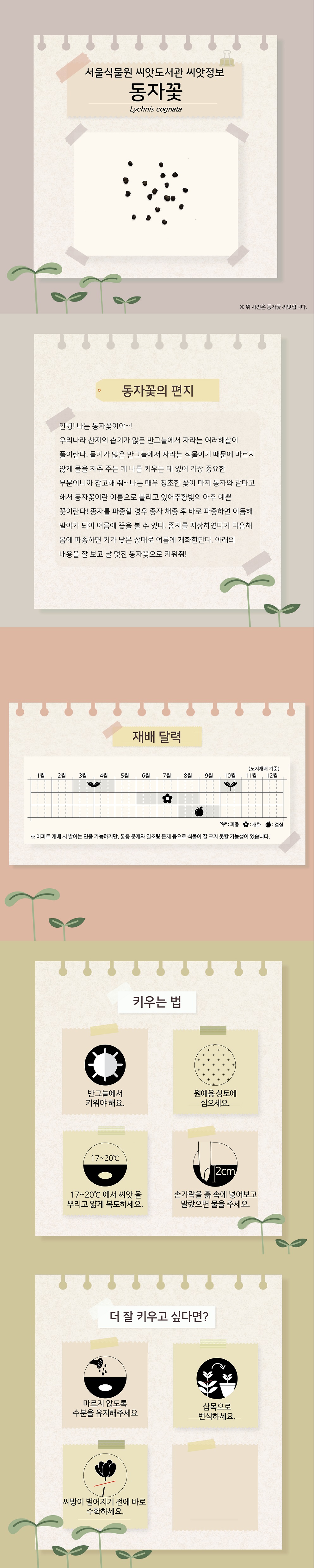 서울식물원 씨앗도서관 씨앗정보
동자꽃
위 사진은 동자꽃 씨앗입니다.

동자꽃의 편지
안녕! 나는 동자꽃이야~!
우리나라 산지의 습기가 많은 반그늘에서 자라는 여러해살이 풀이란다.
물기가 많은 반그늘에서 자라는 식물이기 때문에 마르지 않게 물을 자주 주는 게 나를 키우는 데 있어 가장 중요한 부분이니까 참고해 줘~ 나는 매우 청초한 꽃이 마치 동자와 같다고 해서 동자꽃이란 이름으로 불리고 있어 주황빛의 아주 예쁜 꽃이란다! 종자를 파종할 경우 종자 채종 후 바로 파종하면 이듬해 발아가 되어 여름에 꽃을 볼 수 있다. 종자를 저장하였다가 다음해 봄에 파종하면 키가 낮은 상태로 여름에 개화한단다. 아래의 내용을 잘 보고 날 멋진 동자꽃으로 키워줘!

재배달력(노지재배 기준)
파종 : 3월~4월, 10월, 개화 : 6월~8월, 결실 :  8월~9월
아파트 재배 시 발아는 연중 가능하지만, 통풍 문제와 일조량 문제 등으로 식물이 잘 크지 못할 가능성이 있습니다.

키우는 법
반그늘에서 키워야 해요.
원예용 상토에 심으세요.
17~20도에서 씨앗을 뿌리고 얇게 복토하세요.
손가락을 흙 속에 넣어보고 말랐으면 물을 주세요.

더 잘 키우고 싶다면?
마르지 않도록 수분을 유지해주세요.
삽목으로 번식하세요.
씨방이 벌어지기 전에 바로 수확하세요.