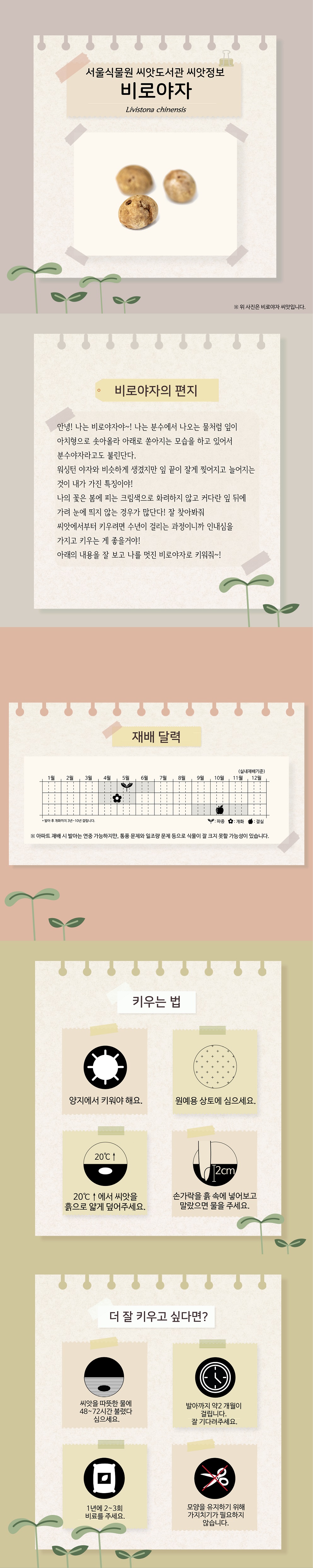 서울식물원 씨앗도서관 씨앗정보
비로야자
위 사진은 비로야자 씨앗입니다.

비로야자의 편지
안녕! 나는 비로야자야~! 나는 분수에서 나오는 물처럼 잎이 아치형으로 솟아올라 아래로 꼳아지는 모습을 하고 있어서 분수야자라고도 불린단다.
워싱턴 야자와 비슷하게 생겼지만 잎 끝이 잘게 찢어지고 늘어지는 것이 내가 가진 특징이야!
나의 꽃은 봄에 피는 크림색으로 화려하지 않고 커다란 잎 뒤에 가려 눈에 띄지 않는 경우가 많단다! 잘 찾아봐줘.
씨앗에서부터 키우려면 수년이 걸리는 과정이니까 인내심을 가지고 키우는 게 좋을거야!
아래의 내용을 잘 보고 나를 멋진 비로야자로 키워줘~!

재배달력(실내재배기준)
파종 : 4월~6월, 개화 : 4월~5월, 결실 : 9월~11월
발아 후 개화까지 3년~10년 걸립니다.
아파트 재배 시 발아는 연중 가능하지만, 통풍 문제와 일조량 문제 등으로 식물이 잘 크지 못할 가능성이 있습니다.

키우는 법
양지에서 키워야 해요.
원예용 상토에 심으세요.
20도 이상에서 씨앗을 흙으로 얇게 덮어주세요.
손가락을 흙 속에 넣어보고 말랐으면 물을 주세요.

더 잘 키우고 싶다면?
씨앗을 따뜻한 물에 48~72시간 불렸다 심으세요.
발아까지 약2개월이 걸립니다. 잘 기다려주세요.
1년에 2~3회 비료를 주세요.
모양을 유지하기 위해 가지치기가 필요하지 않습니다.