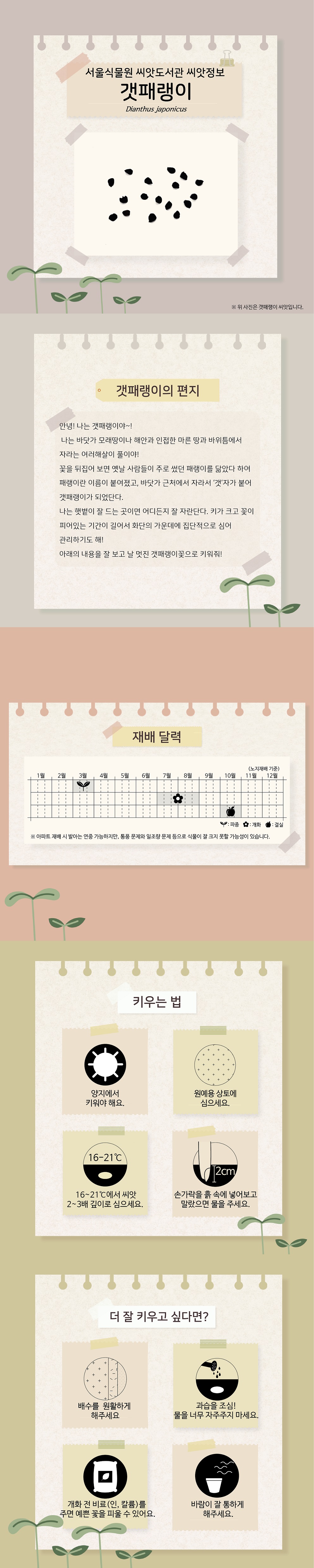 서울식물원 씨앗도서관 씨앗정보
갯패랭이
갯패랭이의 편지
안녕! 나는 갯패랭이야~!
나는 바닷가 모래땅이나 해안과 인접한 마른 땅과 바위틈에서 자라는 여러해살이 풀이야!
꽃을 뒤집어 보면 옛날 사람들이 주로 썼던 패랭이를 닮았다 하여 패랭이란 이름이 붙여졌고, 바닷가 근처에서 자라서 ‘갯’자가 붙어 갯패랭이가 되었단다.
나는 햇볕이 잘 드는 곳이면 어디든지 잘 자란단다. 키가 크고 꽃이 피어있는 기간이 길어서 화단의 가운데에 집단적으로 심어 관리하기도 해!
아래의 내용을 잘 보고 날 멋진 갯패랭이꽃으로 키워줘! 

재배달력(노지재배 기준)
파종 : 3월, 개화 : 7월~8월, 결실 : 10월
아파트 재배 시 발아는 연중 가능하지만, 통풍 문제와 일조량 문제 등으로 식물이 잘 크지 못할 가능성이 있습니다.

키우는 법
양지에서 키워야 해요.
원예용 상토에 심으세요.
16~21도에서 씨앗2~3배 깊이로 심으세요.
손가락을 흙 속에 넣어보고 말랐으면 물을 주세요.

더 잘 키우고 싶다면?
배수를 원활하게 해주세요.
과습을 조심! 물을 너무 자주주지 마세요.
개화 전 비료(인, 칼륨)를 주면 예쁜 꽃을 피울 수 있어요.
바람이 잘 통하게 해주세요.