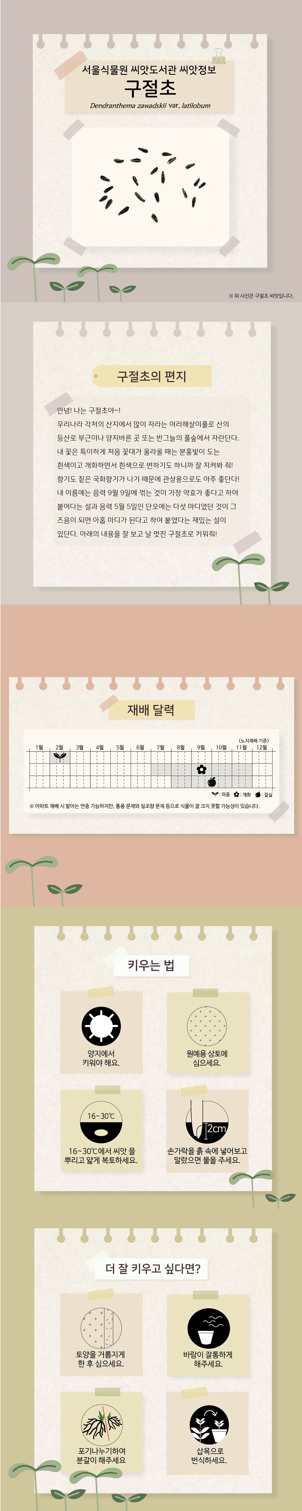 서울식물원 씨앗도서관 씨앗정보 
구절초
구절초의 편지
안녕!나는 구절초야~!
우리나라 각처의 산지에서 많이 자라는 여러해살이풀로 산의 등산로 부근이나 양지바른 곳 또는 반그늘의 풀숲에서 자란단다.
내 꽃은 특이하게 처음 꽃대가 올라올 때는 분홍빛이 도는 흰색이고 개화하면서 흰색으로 변하기도 하니까 잘 지켜봐 줘!
향기도 짙은 국화향기가 나기 때문에 관상용으로도 아주 좋단다!
내 이름에는 음력 9월9일에 꺾는 것이 가장 약효가 좋다고 하여 붙였다는 설과 음력 5월5일 단오에는 다섯 마디였던 것이 그즈음이 되면 아홉 마디가 된다고 하여 붙였다는 재밌는 설이 있단다. 아래의 내용을 잘 보고 날 멋진 구절초로 키워줘!

재배달력(노지재배 기준)
파종 : 2월, 개화 : 7월~11월, 결실 : 8월~11월
아파트 재배 시 발아는 연중 가능하지만, 통풍 문제와 일조량 문제 등으로 식물이 잘 크지 못할 가능성이 있습니다.

키우는 법
양지에서 키워야 해요
원예용 상토에 심으세요.
16~30도에서 씨앗을 뿌리고 얇게 복토하세요.
손가락을 흙 속에 넣어보고 말랐으면 물을 주세요.

더 잘 키우고 싶다면?
토양을 거름지게 한 후 심으세요.
바람이 잘통하게 해주세요.
포기나누기하여 분갈이 해주세요.
삽목으로 번식하세요.