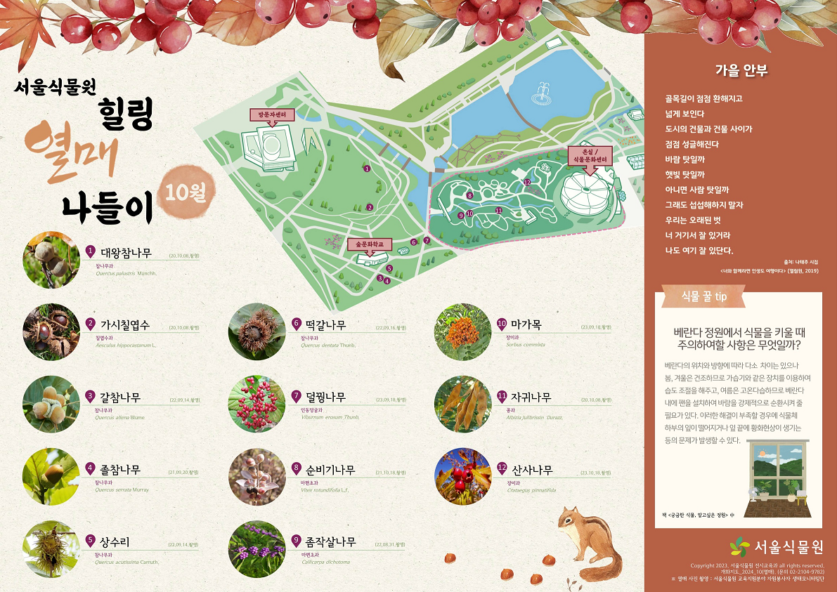 서울식물원 힐링 열매 나들이 10월
1. 대왕참나무 (20.10.08촬영) 참나무과 2.가시칠엽수 (20.10.08 촬영) 침엽수과 3.갈참나무 (22.09.14촬영) 참나무과 4.졸참나무 (21.09.20 촬영) 참나무과 5.상수리 (22.09.14 촬영) 참나무과 6.떡갈나무 (22.09.16촬영) 참나무과 7.덜꿩나무 (23.09.18촬영) 인동덩굴과 8.순비기나무 (21.10.18 촬영) 마편초과 9.좀작살나무(22.08.31촬영) 마편초과 10.마가목 (23.09.18 촬영) 장미과 11.자귀나무 (20.10.08 촬영) 콩과 12.산사나무 (23.10.18 촬영) 장미과
가을안부 - 골목길이 점점 환해지고 넓게 보인다 도시의 건물과 건물 사이가 점점 성글해진다 바람 탓일까 햇빛 탓일까 아니면 사람 탓일까 그래도 섭섭해하지 말자 우리는 오래된 벗 너 거기서 잘 있거라 나도 여기 잘 있단다. 출처: 나태주 시집 '너와 함께라면 인생도 여행이다' (열림원,2019)
식물 꿀 tip - 베란다 정원에서 식물을 키울 때 주의하여할 사항은 무엇일까? 베란다의 위치와 방향에 따라 다소 차이는 있으나 봄,겨울은 건조하므로 가습기와 같은 장치를 이용하여 습도 조절을 해주고, 여름은 고온다습하므로 베란다 내에 팬을 설치하여 바람을 강제적으로 순환시켜 줄 필요가 있다. 이러한 해결이 부족할 경우에 식물체 하부의 잎이 떨어지거나 잎 끝에 황화현상이 생기는 등의 문제가 발생할 수 있다. 책 '궁금한 식물, 알고싶은 정원' 中
서울식물원 Copyright 2023, 서울식물원 전시교육과 all right reserved. 개화지도_2024_10(열매), (문의 02-2104-9782) *열매 사진 촬영 : 서울식물원 교육지원분야 자원봉사자 생태모니터링단