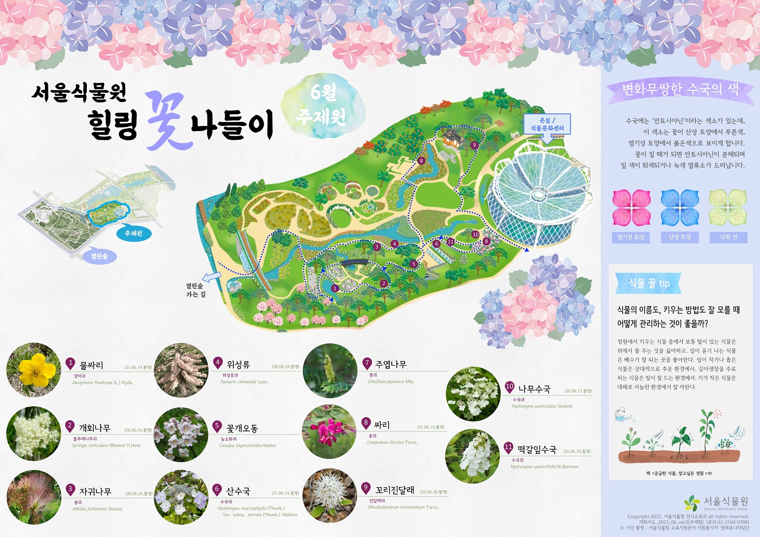 서울식물원 힐링 꽃 나들이 6월 주제원 1.	물싸리 2.	개회나무 3.	자귀나무 4.	위성류 5.	꽃개오동 6.	산수국 7.	주엽나무 8.	싸리 9.	꼬리진달래 10.	나무수국 11.	떡갈잎수국 변화무쌍한 수국의 색 : 수국에는 안토시아닌이라는 색소가 있는데, 이 색소는 꽃이 산성 토양에서 푸른색, 염기성 토양에서 붉은색으로 보이게 합니다. 꽃이 질 대가 되면 안토시아닌이 분해되며 잎 색이 퇴색되거나 녹색 엽록소가 드러납니다. 염기성 토양, 산성 토양, 낙화 전  식물 꿀 tip : 식물의 이름도, 키우는 방법도 잘 모를 때 어떻게 관리하는 것이 좋을까? 정원에서 키우는 식물 중에서 보통 털이 있는 식물은 위에서 물 주는 것을 싫어하고, 잎이 윤기 나는 식물은 배수가 잘 되는 곳을 좋아한다. 잎이 작거나 좁은 식물은 상대적으로 추운 환경에서, 길이생장을 주로 하는 식물은 빛이 잘 드는 환경에서, 키가 작은 식물은 대체로 서늘한 환경에서 잘 자란다. 출처 : 책 <궁금한 식물, 알고싶은 정원>중
