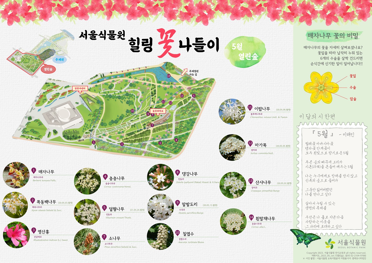 서울식물원 힐링 꽃 나들이 5월 열린숲 1. 매자나무 2. 쪽동백나무 3. 영산홍 4. 층층나무 5. 덜꿩나무 7. 소나무 8. 댕강나무 9. 말발도리 10. 칠엽수 11. 이팝나무 12. 마가목 13. 산사나무 14. 흰말채나무 매자나무 꽃의 비밀 매자나무의 꽃을 자세히 살펴보셨나요? 꽃잎을 따라 납작히 누워 있는 6개의 수술을 살짝 건드리면 순식간에 신기한 일이 일어납니다. 꽃잎, 수술, 암술 설명 이미지.  이달의 시 한편 5월 이해인 찔레꽃 아카시아꽃 탱자꽃 안개꽃이 모두 흰빛으로 향기로운 5월 푸른숲의 뻐꾹새 소 리가 시혼을 흔들어 깨우는 5월 사는 누구에게도 방해를 받지않고 신록의 숲으로 들어가 그동안 잃어버렸던 나를 만나고 싶다 살아서 누릴 수 있는 생명의 축제를 우선은 나 홀로 지낸 다음 사랑하는 이웃을 그 자리에 초대하고 싶다.