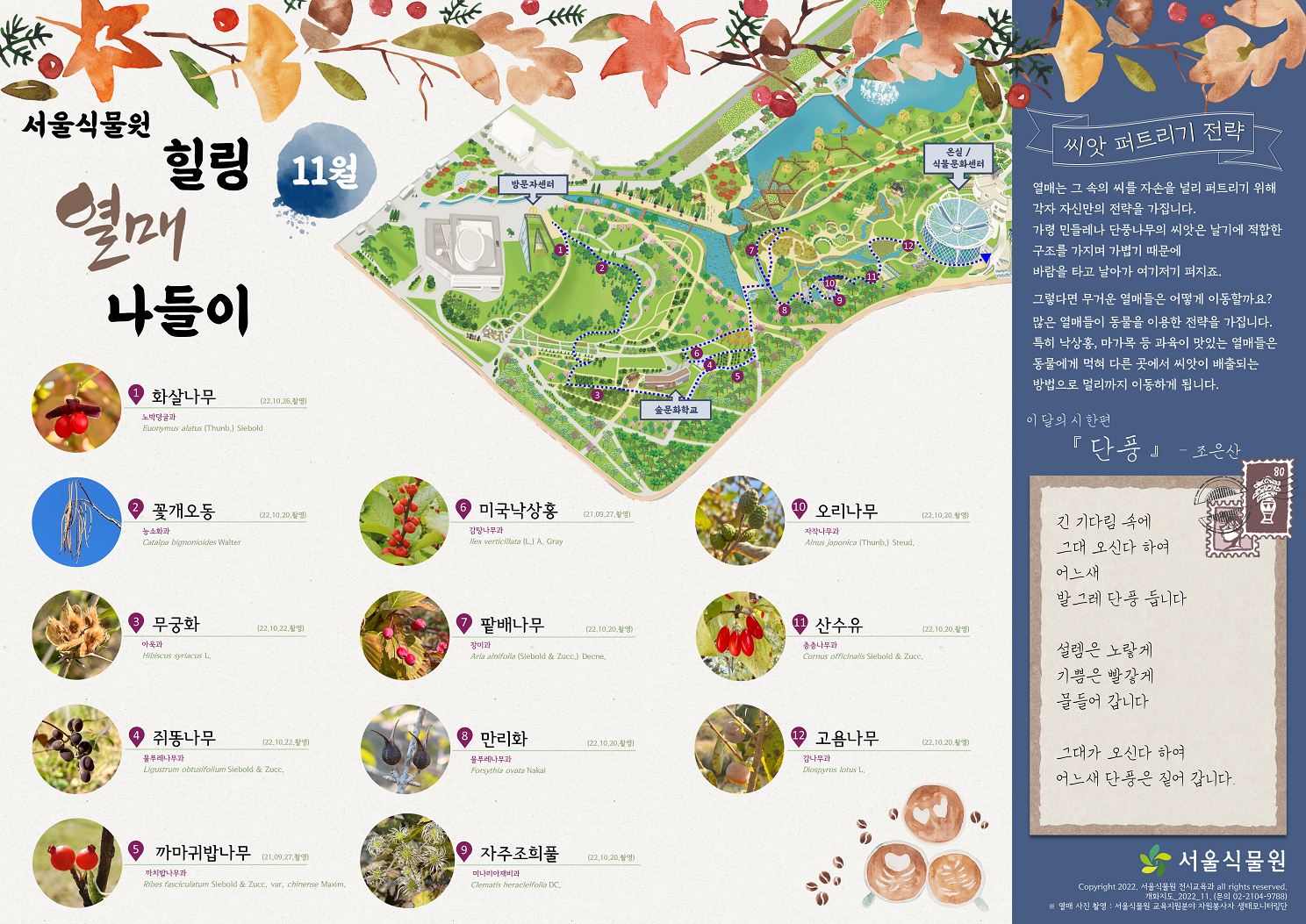 서울식물원 힐링 열매 나들이 11월 1.	화살나무 2. 꽃개오동 3. 무궁화 4. 쥐똥나무 5. 까마귀밥나무 6. 미국낙상홍 7. 팥배나무 8. 만리화 9. 자주조희풀 10. 오리나무 11. 산수유 12. 고욤나무 씨앗 퍼트리기 전략 :  열매는 그 속의 씨를 자손을 널리 퍼트리기 위해 각자 자신만의 전략을 가집니다. 가령 민들레나 단풍나무의 씨앗은 날기에 적합한 구조를 가지며 가볍기 때문에 바람을 타고 날아가 여기저기 퍼지죠. 그렇다면 무거운 열매들은 어떻게 이동할까요? 많은 열매들이 동물을 이용한 전략을 가집니다. 특히 낙상홍, 마가목 등 과육이 맛있는 열매들은 동물에게 먹혀 다른 곳에서 씨앗이 배출되는 방법으로 멀리까지 이동하게 됩니다. 이 달의 시 한편 단풍 조은산 긴 기다림 속에 그대 오신다 하여 어느새 발그레 단풍 듭니다 설렘은 노랗게 기쁨은 빨갛게 물들어 갑니다 그대가 오신다 하여 어느새 단풍은 짙어 갑니다.
