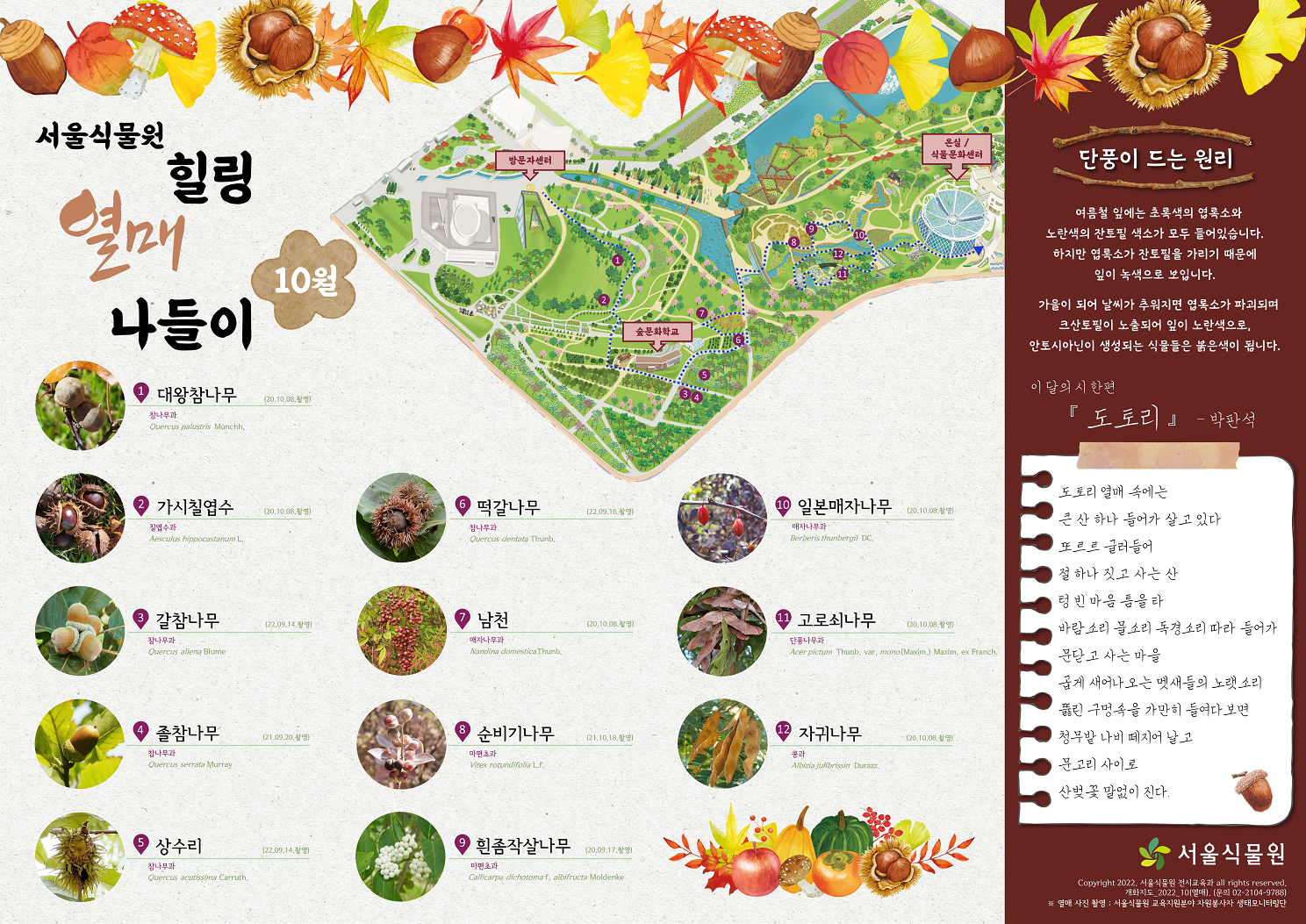 서울식물원 힐링 열매 나들이 10월 1. 대왕참나무 2. 가시칠엽수 3. 갈참나무 4. 졸참나무 5. 상수리 6. 떡갈나무 7. 남천 8. 순비기나무 9. 흰좀작살나무 10. 일본매자나무 11. 고로쇠나무 12. 자귀나무 단풍이 드는 원리 :  여름철 잎에는 초록색의 엽록소와 노란색의 잔토필 색소가 모두 들어있습니다. 하지만 엽록소가 잔토필을 가리기 때문에 잎이 녹색으로 보입니다. 가을이 되어 날씨가 추워지면 엽록소가 파괴되며 크산토필이 노출되어 잎이 노란색으로, 안토시아닌이 생성되는 식물들은 붉은색이 됩니다. 이 달의 시 한편 도토리 박판석 도토리 열매 속에는 큰 산 하나 들어가 살고있다 또르르 굴러들어 절 하나 짓고 사는 산 텅 빈 마음 틈을 타 바람소리 물소리 독경소리 따라 들어가 문닫고 사는 마을 곱게 새어나오는 멧새들의 노랫소리 뚫린 구멍속을 가만히 들여다보면 청무밭 나비 떼지어 날고 문고리 사이로 산벚꽃 말없이 진다.