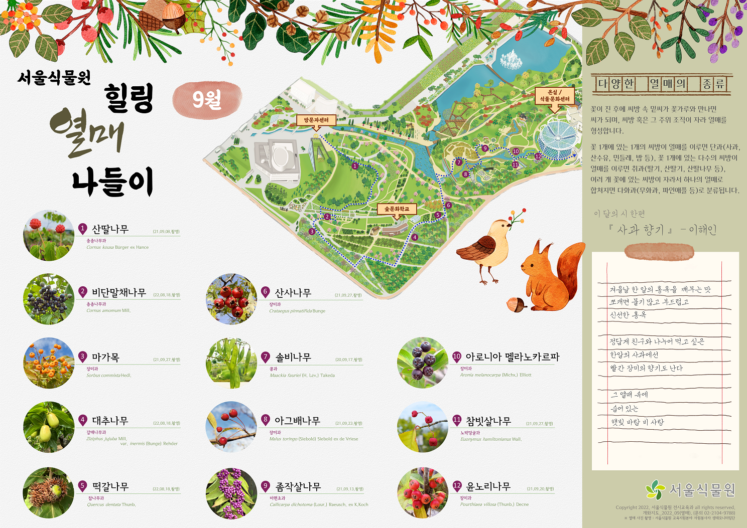 서울식물원 힐링 열매 나들이 9월 1. 산딸나무 2. 비단말채나무 3. 마가목 4. 대추나무 5. 떡갈나무 6. 산사나무 7. 솔비나무 8. 아그배나무 9. 좀작살나무 10. 아로니아 멜라노카르파 11. 참빗살나무 12. 윤노리나무 다양한 열매의 종류 : 꽃이 진 후에 씨방 속 밑씨가 꽃가루와 만나면 씨가 되며, 씨방 혹은 그 주위 조직이 자라 열매를 형성합니다. 꽃 1개에 있는 1개의 씨방이 열매를 이루면 단과(사과, 산수유, 민들레, 밤 등), 꽃 1개에 있는 다수의 씨방이 열매를 이루면 취과(딸기, 산딸기, 산딸나무 등), 여러 개 꽃에 있는 씨방이 자라서 하나의 열매로 합쳐지면 다화과(무화과, 파인애플 등)로 분류됩니다. 이 달의 시 한편 사과 향기 이해인 겨울날 한 알의 홍옥을 깨무는 맛 쪼개면 물기 많고 부드럽고 신선한 홍옥 정답게 친구와 나누어 먹고 싶은 한알의 사과에선 빨간 장미의 향기도 난다 그 열매 속에 숨어있는 햇빛 바람 비 사랑