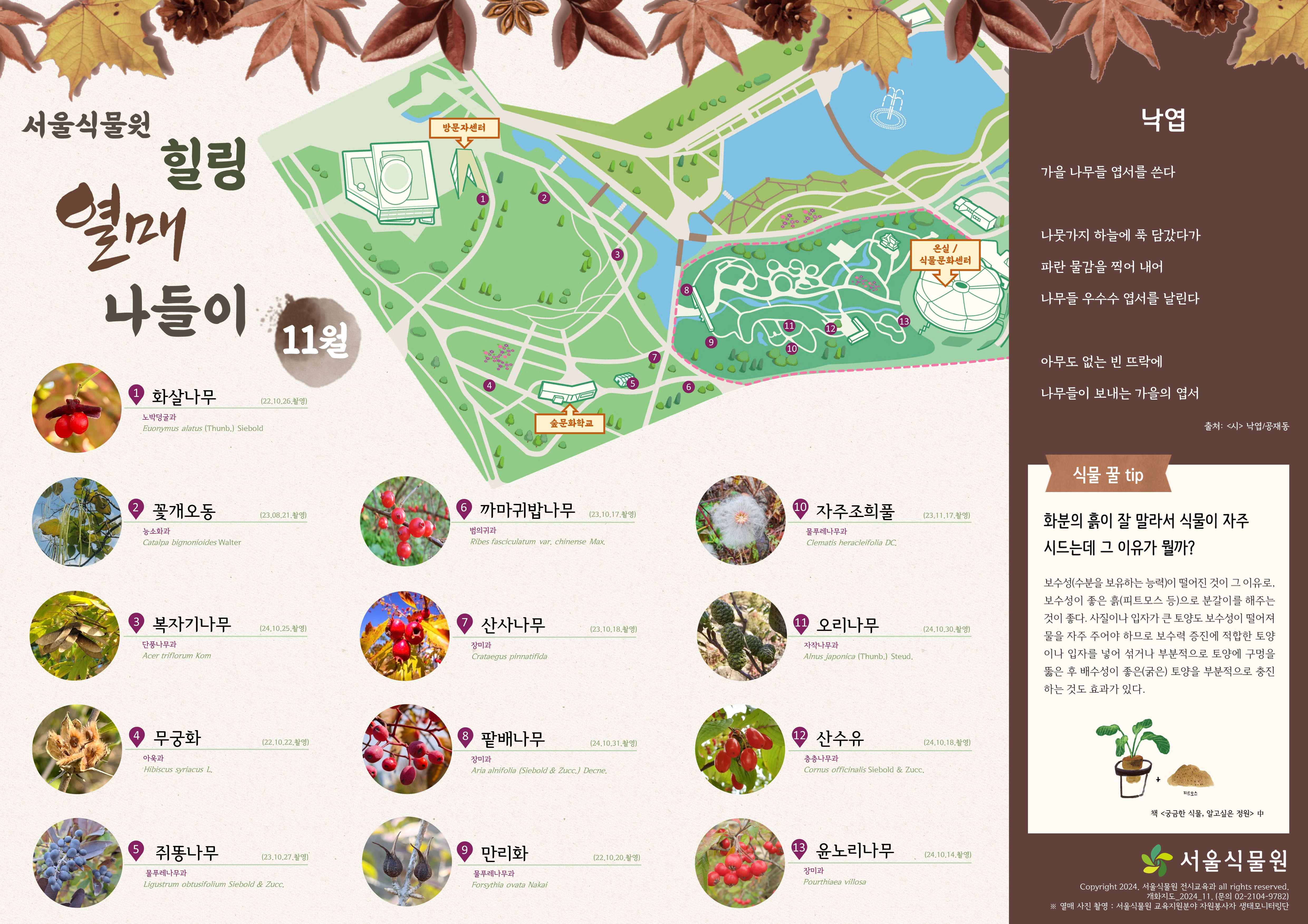 서울식물원 힐링 열매 나들이 11월
1.	화살나무
2.	꽃개오동
3.	복자기나무
4.	무궁화
5.	쥐똥나무
6.	까마귀밥나무
7.	산사나무
8.	팥배나무
9.	만리화
10.	자주조희풀
11.	오리나무
12.	산수유
13.	윤노리나무
낙엽
가을 나무들 엽서를 쓴다
나뭇가지 하늘에 푹 담갔다가 파란 물감을 찍어 내어 나무들 우수수 엽서를 날린다
아무도 없는 빈 뜨락에 나무들이 보내는 가을의 엽서
출처: <시> 낙엽/공재동

식물 꿀 tip
화분의 흙이 잘 말라서 식물이 자주 시드는데 그 이유가 뭘까?
보수성(수분을 보유하는 능력)이 떨어진 것이 그 이유로, 보수성이 좋은 흙(피트모스 등)으로 분갈이를 해주는 것이 좋다. 사질이나 입자가 큰 토양도 보수성이 떨어져 물을 자주 주어야 하므로 보수력 증진에 적합한 토양이나 입자를 넣어 섞거나 부분적으로 토양에 구멍을 뚫은 후 배수성이 좋은(굵은) 토양을 부분적으로 충진 하는 것도 효과가 있다.
책<궁금한 식물, 알고싶은 정원>중

서울식물원 Copyright 2024. 서울식물원 전시교육과 all rights reserved. 개화지도_2024.11. (문의 02-2104-9782) 열매 사진 촬영 : 서울식물원 교육지원분야 자원봉사자 생태모니터링단