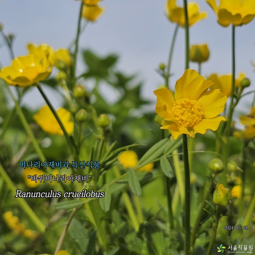 미나리아재비과 특산식물 “바위미나리아재비” Ranunculus crucilobus 2024.05.23.” Primula sieboldii 2024.05.23.
