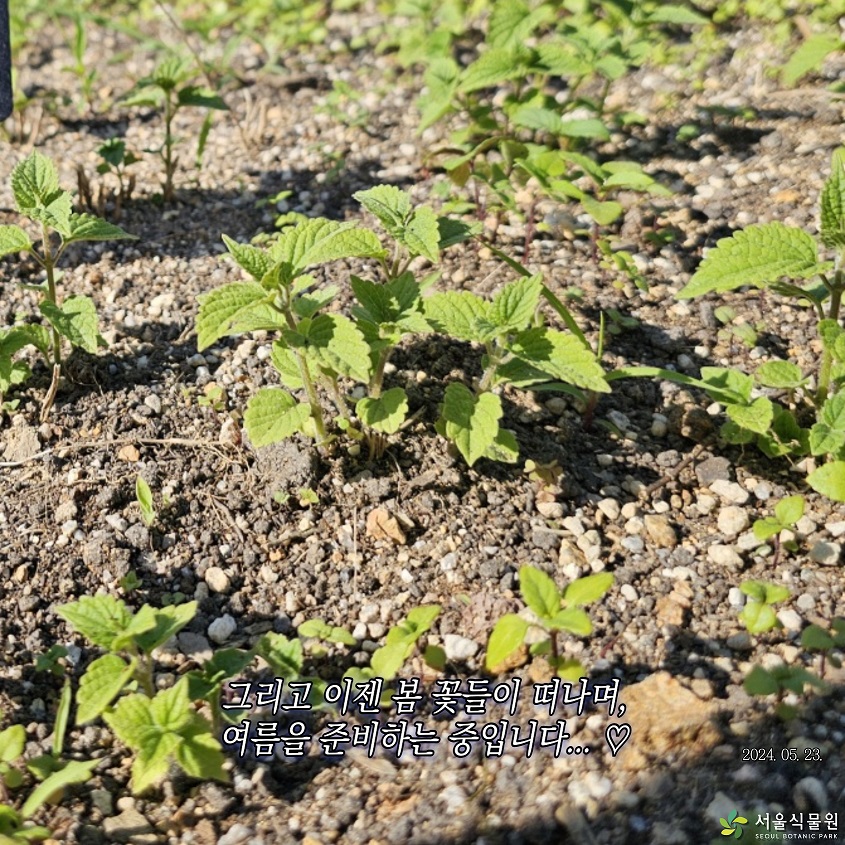 그리고 이젠 봄 꽃들이 떠나며, 여름을 준비하는 중입니다… 2024.05.23.