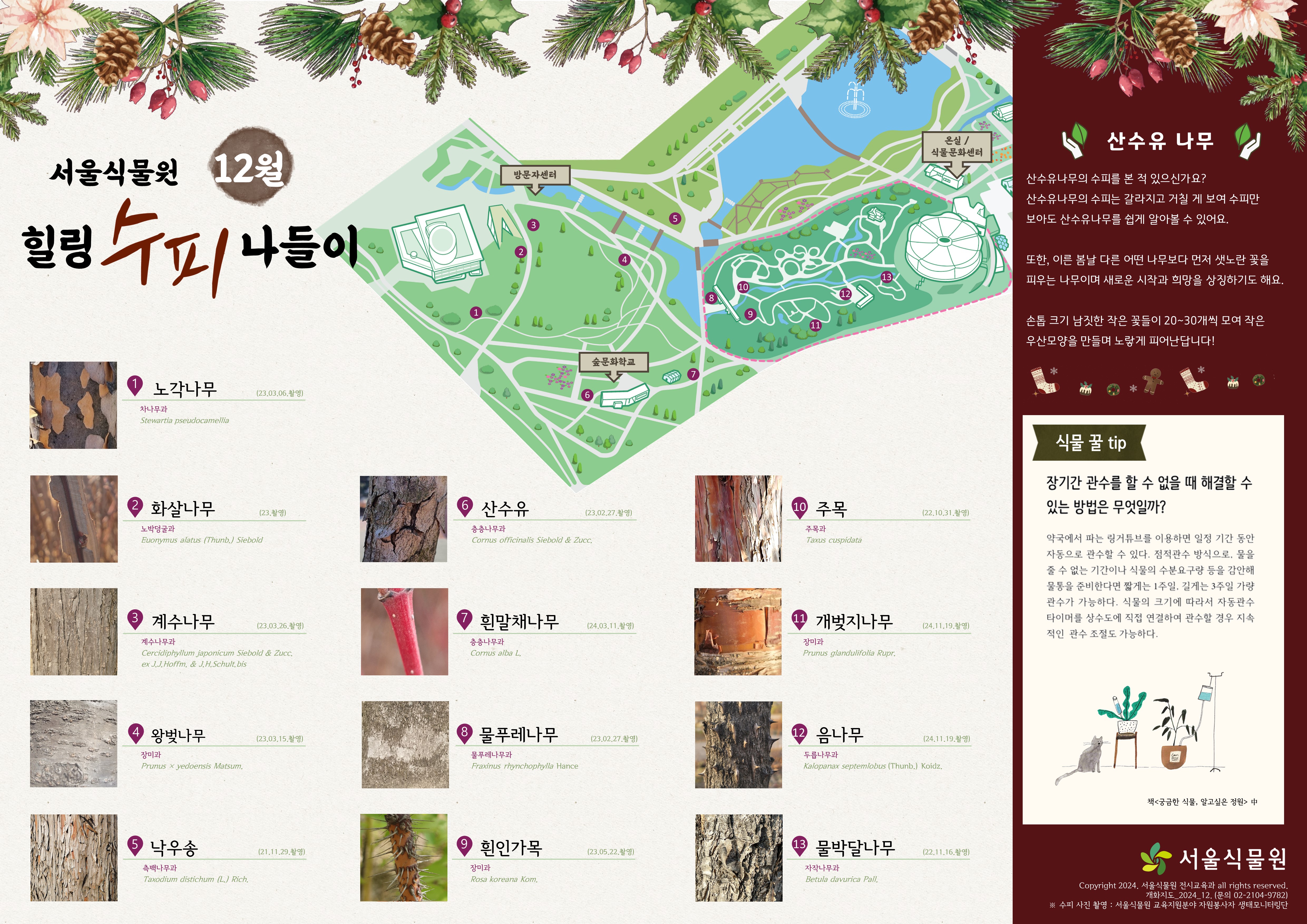 서울식물원 12월 힐링 수피 나들이
1.노각나무 차나무과
2.화살나무 노박덩굴과
3.계수나무 계수나무과
4.왕벚나무 장미과
5.낙우송 측백나무과
6.산수유 층층나무과
7.흰말채나무 층층나무과
8.물푸레나무 물푸레나무과
9.흰인가목 장미과
10.주목 주목과
11.개벚지나무 장미과
12.음나무 두릅나무과
13.물박달나무 자작나무과
산수유나무 산수유나무의 수피를 본 적 있으신가요? 산수유나무의 수피는 갈라지고 거칠게 보여 수피만 보아도 산수유나무를 쉽게 알아볼 수 있어요. 또한, 이른 봄날 다른 어떤 나무보다 먼저 샛노란 꽃을 피우는 나무이며 새로운 시작과 희망을 상징하기도 해요. 손톱 크기 남짓한 작은 꽃들이 20~30개씩 모여 작은 우산모양을 만들며 노랗게 피어난답니다!

식물 꿀 tip
장기간 관수를 할 수 없을 때 해결할 수 있는 방법은 무엇일까?
약국에서 파는 링거튜브를 이용하면 일정 기간 동안 자동으로 관수할 수 있다. 점적관수 방식으로, 물을 줄 수 없는 기간이나 식물의 수분요구량 등을 감안해 물통을 준비한다면 짧게는 1주일, 길게는 3주일가량 관수가 가능하다. 식물의 크기에 따라서 자동관수 타이머를 상수도에 직접 연결하여 관수할 경우 지속적인 관수 조절도 가능하다.
책<궁금한 식물, 알고싶은 정원>중

서울식물원 Copyright 2024. 서울식물원 전시교육과 all rights reserved. 개화지도_2024_12. (문의 02-2104-9782), 수피 사진 촬영 : 서울식물원 교육지원분야 자원봉사자 생태모니터링단
